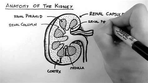 Renal Anatomy 1 - Kidney - YouTube