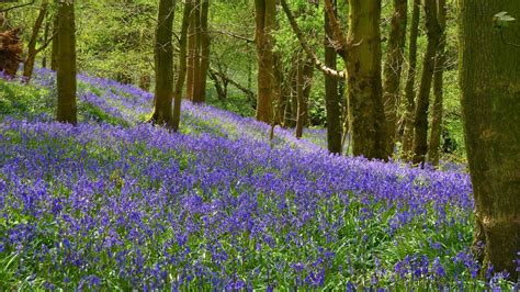 Orchids,Nature and My Outdoor Life: Our Lancashire Bluebell Woods