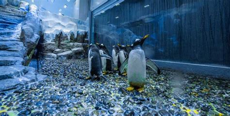 Dubai Aquarium & Underwater Zoo + Penguin Encounter Cove from AED 179 | Cobone Offers