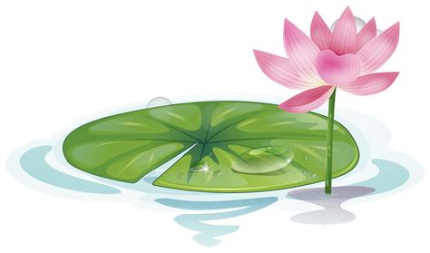 Lotus Leaf Free Vector Art - (17,678 Free Downloads)