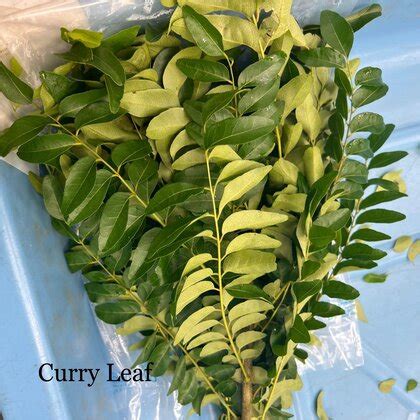 Curry Leaf, 100 gm/ Pack | Siddik Halal Mart