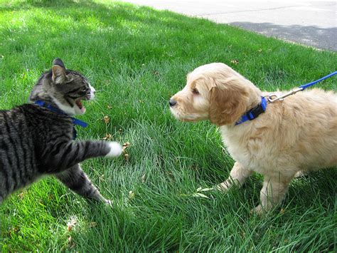 Helping Cats and Dogs Get Along | Healthy Paws Pet Insurance