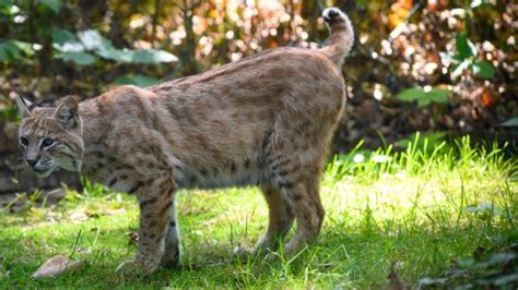 EnCon Police Investigate Bobcat Attack in Columbia – NBC Connecticut