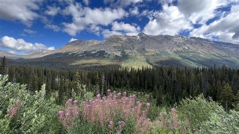 Mountains Flowers Meadow - Free photo on Pixabay - Pixabay