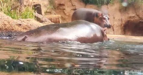 Baby hippo can’t leave his big sister’s side while swimming – Madly Odd!