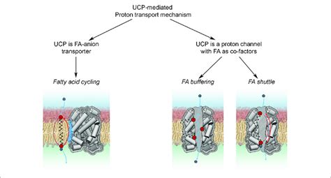 | Proton transport mechanisms. | Download Scientific Diagram