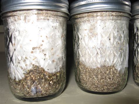 Some (hopefully) Healthy Mycelium pics to check out-Rhizomorphic* - Mushroom Cultivation ...