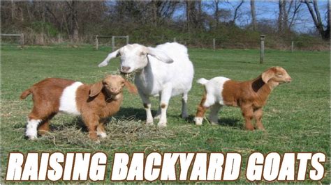 Raising Backyard Goats For Beginners - YouTube