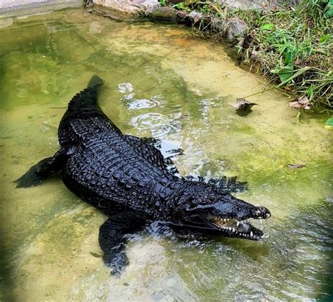 Crocodile Adventureland Langkawi | The Largest Crocodile Adventureland in Malaysia | Crocodile ...