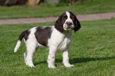 English Springer Spaniel - 101DogBreeds.com