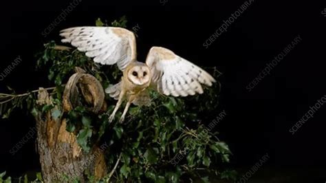 Owl taking off, slow motion - Stock Video Clip - K007/0017 - Science Photo Library