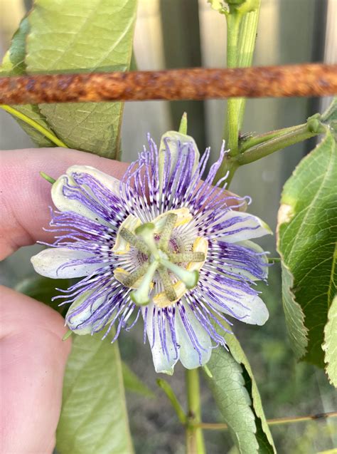 My tiny maypop flower : r/gardening