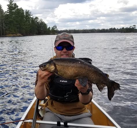 BWCA Unknown fish species? Boundary Waters Fishing Forum