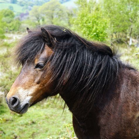 Dartmoor Pony — DiscoverTheHorse