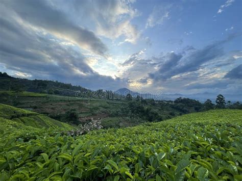 Ciwidey Tea Plantation in Bandung,Indonesia Stock Photo - Image of ...