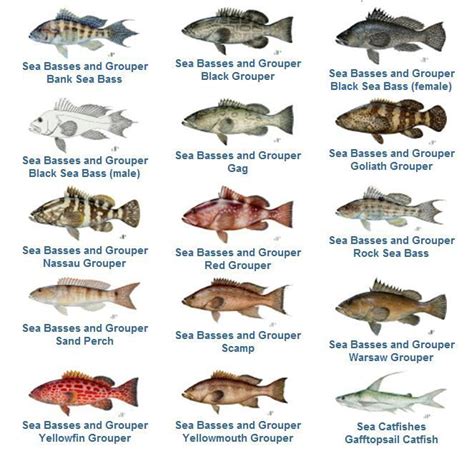 Snapper Fish Species | Grouper Family Want to know what your catching in these Florida waters ...