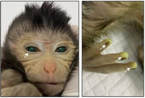 Glowing Fingertips And Green Eyes: First-of-Its-Kind Monkey Chimera Born in China : ScienceAlert