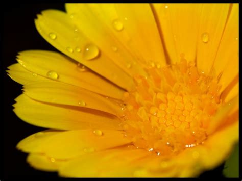 Calendula, An Edible & Medicinal Flower | How to Use Calendula ...