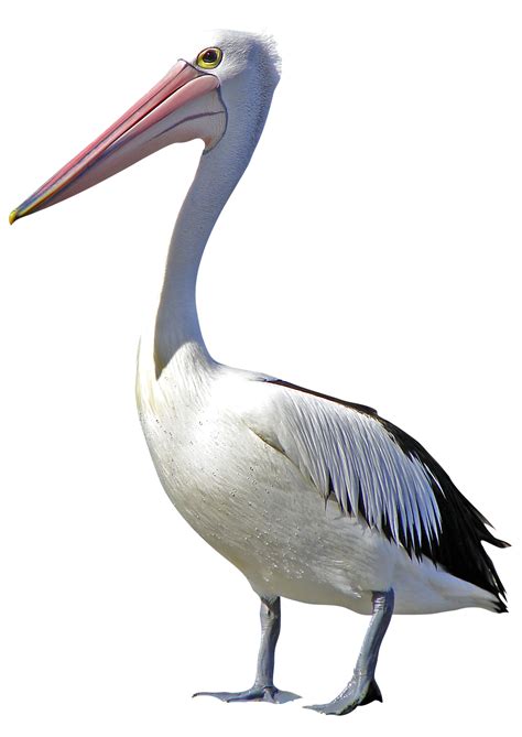 Pelican Bird Clip art - flamingo png download - 1019*1440 - Free Transparent Pelican png ...