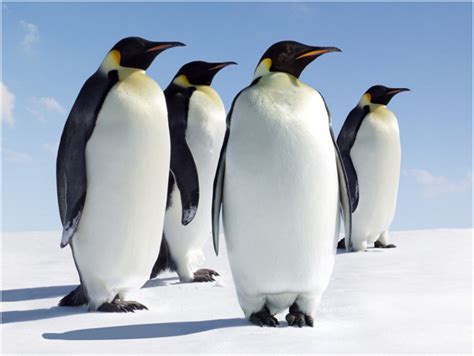 Emperor Penguin - Facts, Pictures, Habitat, Diet, Characteristics ...