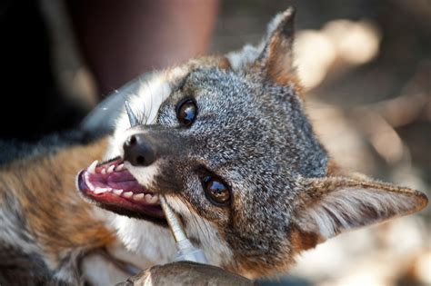 Audio: Channel Islands foxes to be removed from endangered species list | 89.3 KPCC