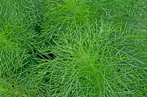 Identification & Control of Dog Fennel in Your Lawn