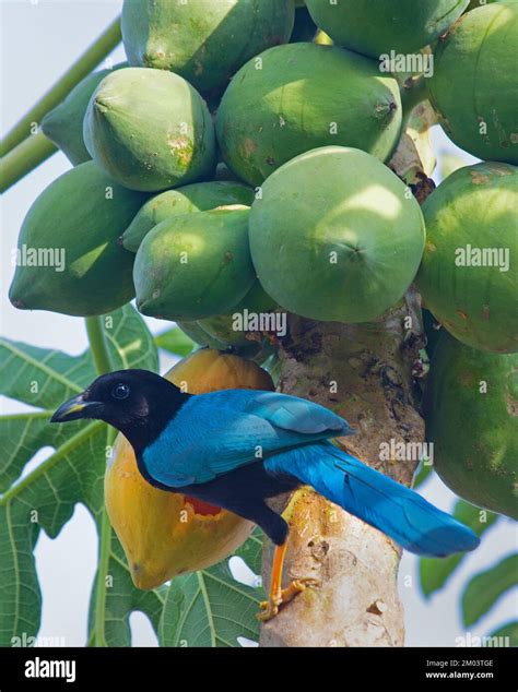 Yucatan jay bird feeding on a ripe papaya in a fruit tree at an eco resort on the Riviera Maya ...