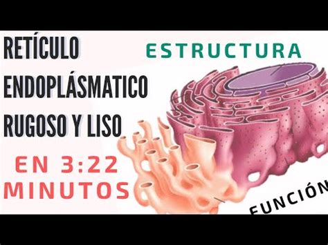 El reticulo endoplasmático RUGOSO Y LISO FACIL. Retículo endoplásmico ...