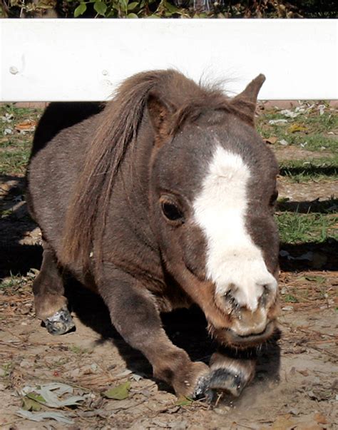 Smallest Horse In The World Thumbelina