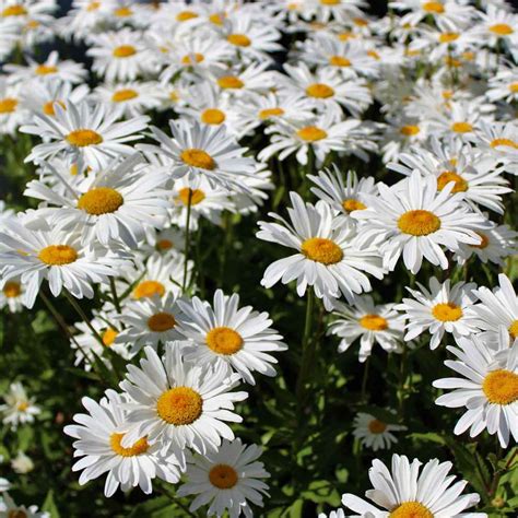 Shasta Daisy Drought Tolerant Chrysanthemum Maximum Wild Flower Seed