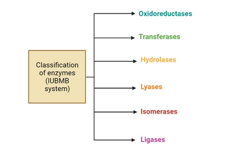 Enzymes : classification - Rethink Biology Notes Biochemistry