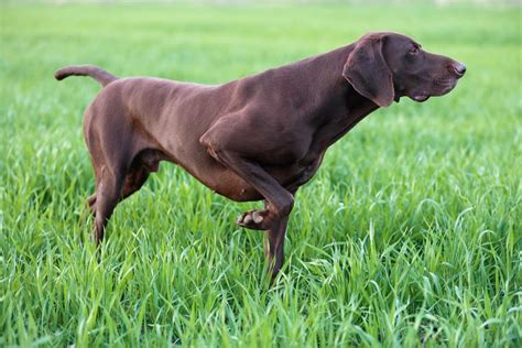 Pointer Dog - Full Profile, History, and Care