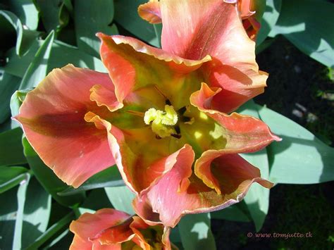 Dutch Tulips, Keukenhof Gardens, Netherlands - 4011 | Flickr