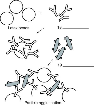 Agglutination Methods | Clinical Gate