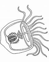 Jellyfish Coloring Pages PDF  Coloringfoldercom Animal coloring sketch template