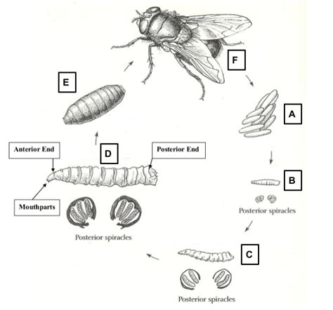 Blowfly Life Cycle Diagram | Quizlet