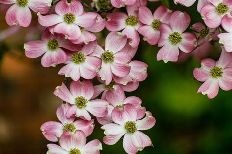 Free stock photo of blossoms, dogwood, flower