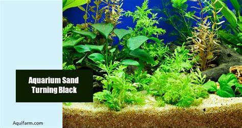 Aquarium Sand Turning Black [Causes and Solutions]