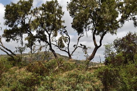 How to climb Ras Dashen - Ethiopia's highest peak | mountain paths