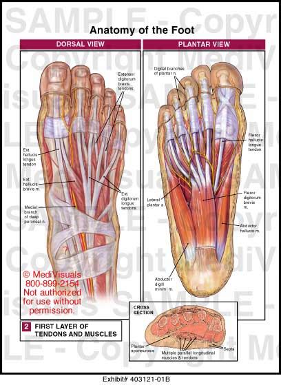 Anatomy of the Foot Medical Illustration Medivisuals