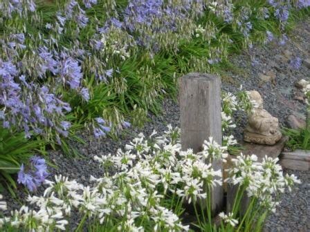 Dwarf Agapanthus White