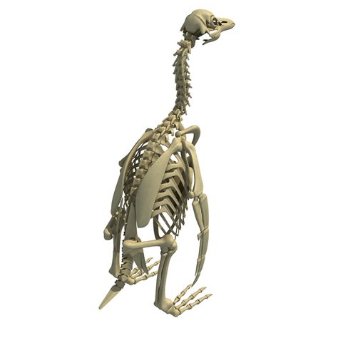 Penguin Skeleton 3d Model