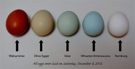 The Olive-Egger thread! | Chicken egg colors, Olive egger, Coloring eggs