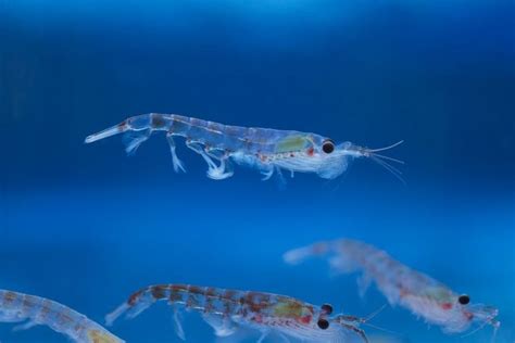 Antarctic Krill/Krill Antarctique/Euphausia superba | Antarctic krill, Ocean habitat, Krill