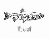 Tahoe Apache Trout Coloring Pages  Best Place To Color sketch template