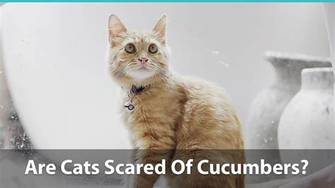 Are Cats Really Scared Of Cucumbers? Let's Answer This Silly Question :)