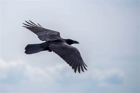 The RAVEN SPIRIT ANIMAL Ultimate Guide (Meanings & Symbolism)