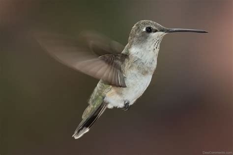 Hummingbird - Desi Comments