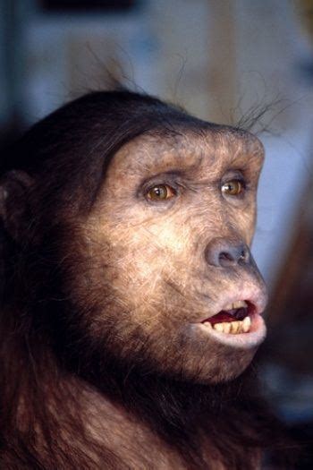 Hominini - Alchetron, The Free Social Encyclopedia