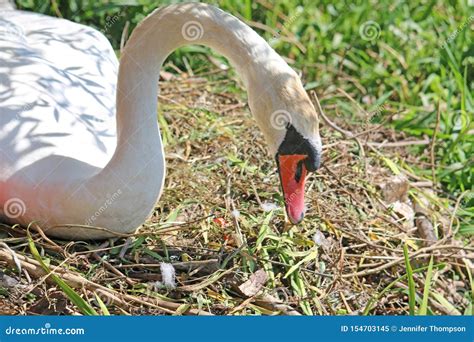 Swan Hatching Eggs on a Nest Stock Image - Image of swan, eggs: 154703145